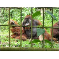 Orang Utans-600.jpg